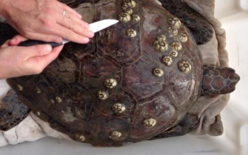 藤壶是什么东西(藤壶是什么东西可以吃吗)