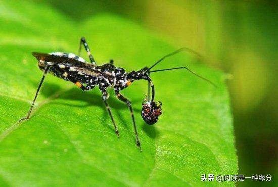 世界上最毒的十大昆虫:喜欢野外徒步的国人注意了！
