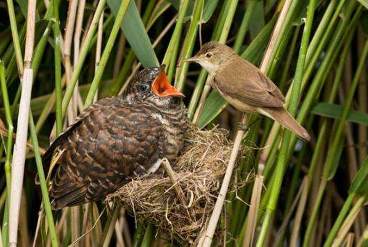鸠占鹊巢的意思 鸠占鹊巢的寓意和意思-起航号