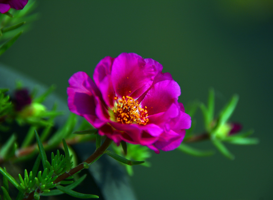 向日葵什么季节开花(6种太阳花，各有特色，一睹风采吧)