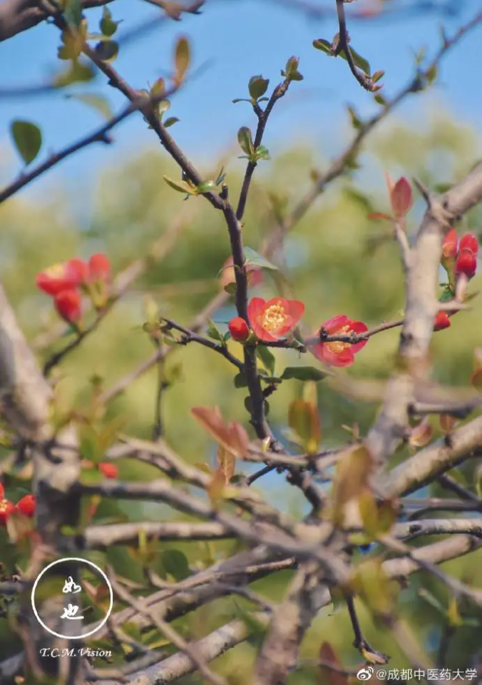 成都，大学校花来了！