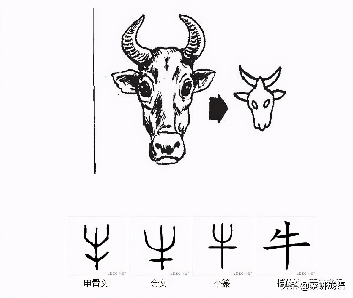 牛字的演变字形图片