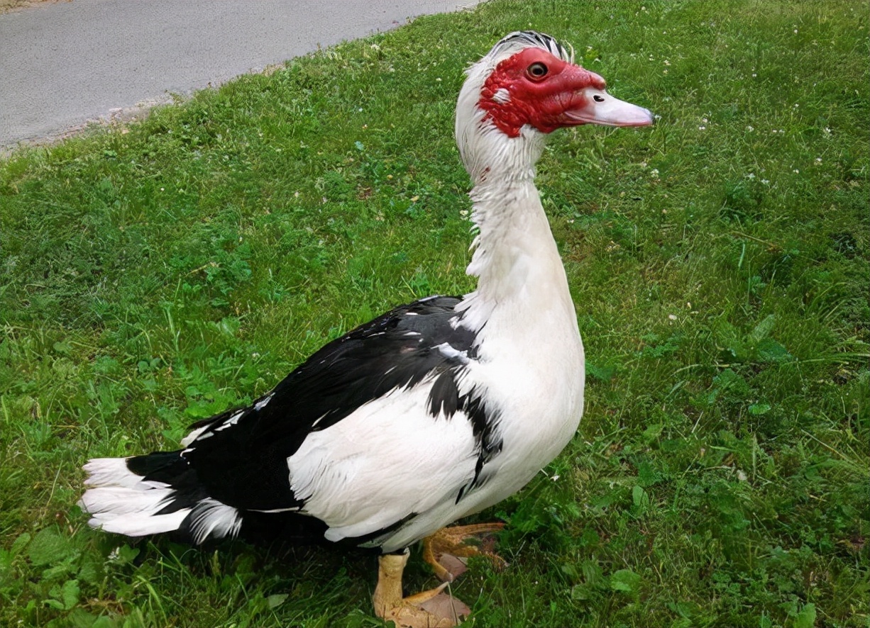 鸭子品种(鸭子品种及名称图片) - 武陵观察网