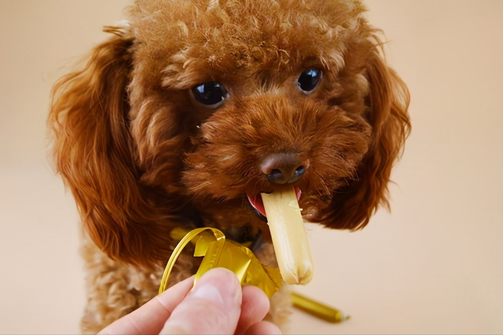 泰迪纯不纯,还是得看这5点