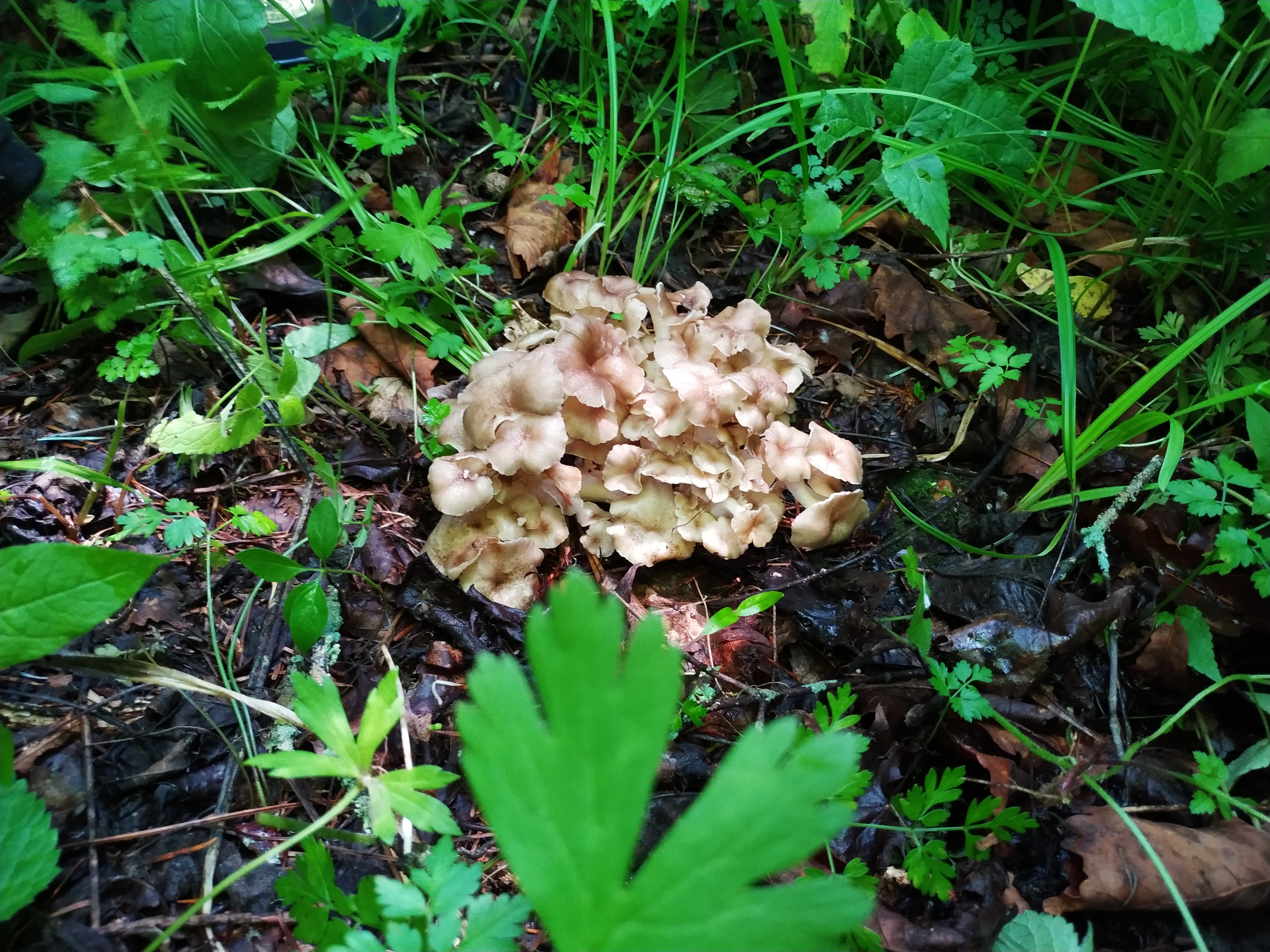 猪苓是什么东西(深山老林的野生猪苓,珍稀中药材,我们只掰三块)