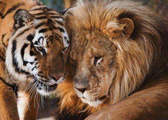 老虎和狮子既然有生殖隔离,为什么还有孙子辈后代狮狮虎兽存在?