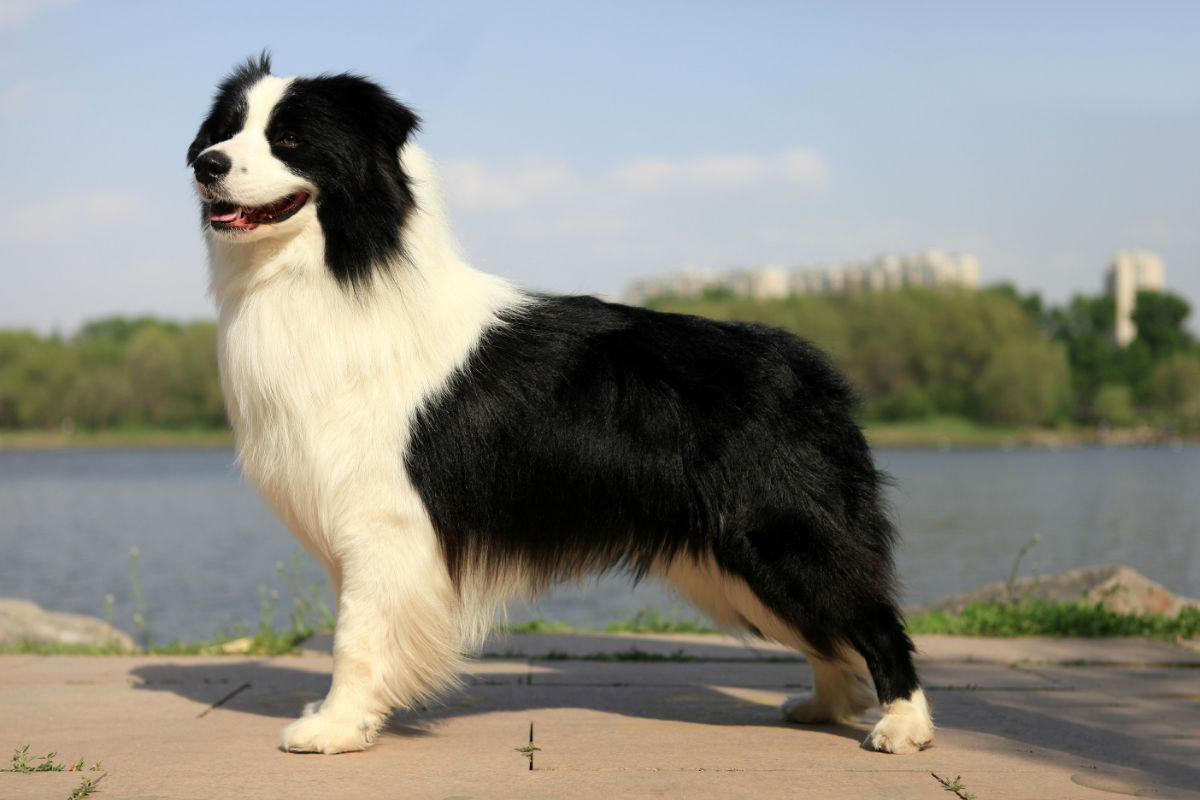新手养狗必看：国内十大流行犬种横向对比