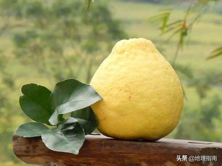 客家文化之都，中国柚子之乡-南国嘉应，岭南梅州