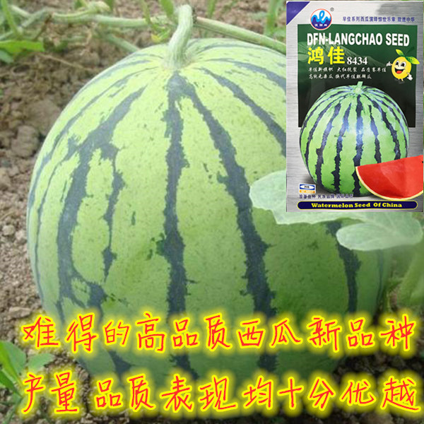 西瓜新品種,西瓜新品種有哪些