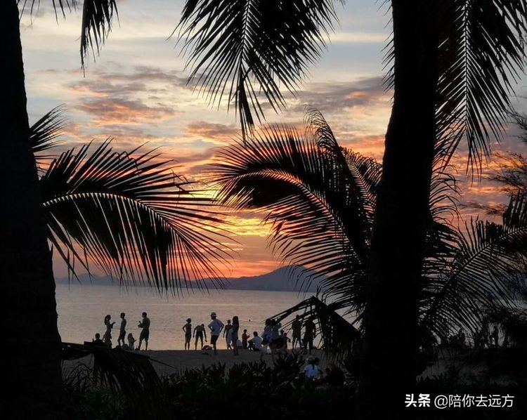 西沙~南海中的一片莲