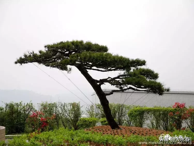 美哉！我们的永春三中