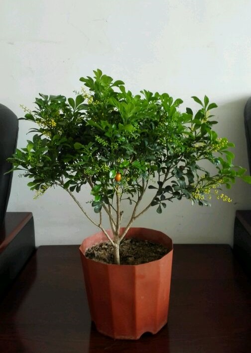 最好养的花卉有哪些（盘点五种最好养活的花卉）