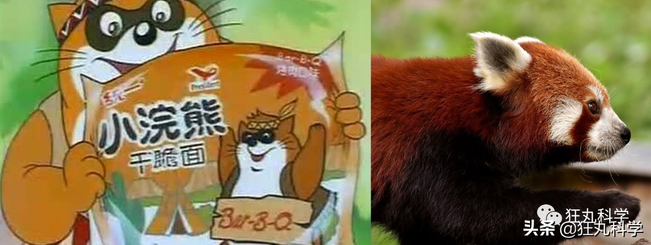 方便面上画得不是小浣熊？难怪一多半人分不清这些萌物