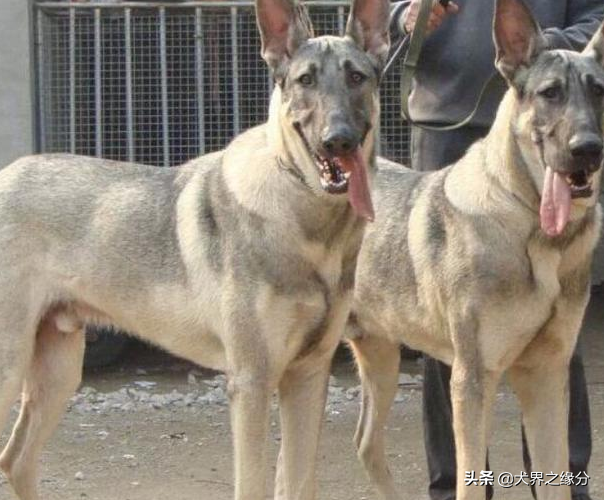 东北狼狗图片(来自东北黑土地的2种犬，老百姓称它们为“东北二狼”，看家法宝)