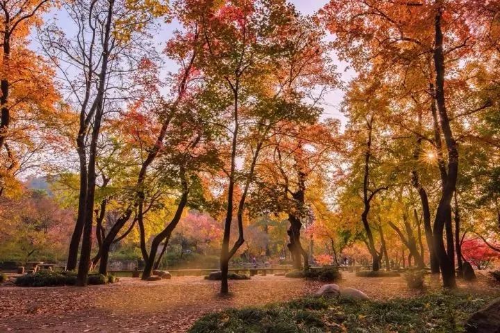 苏州好行带你去天平山，看一场秋天的童话！