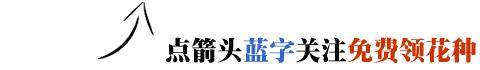 公认的懒人盆栽,要是还养不活它们,你真该反省了!
