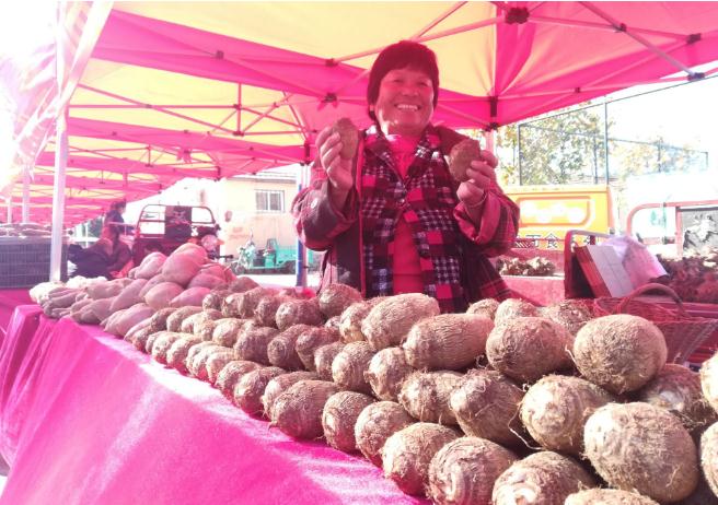 即墨白庙芋头开始收获 每斤最高15元贵过猪肉
