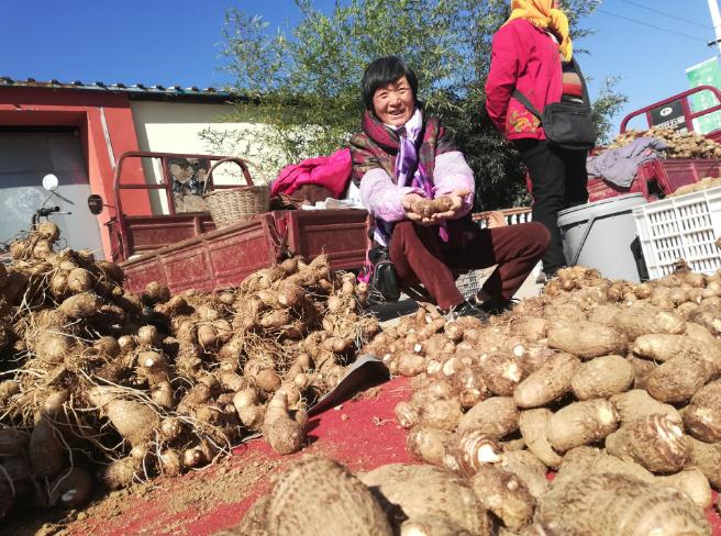 即墨白庙芋头开始收获 每斤最高15元贵过猪肉