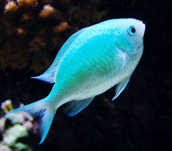 青魔(chromis viridis)青魔是我们最习惯饲养在礁岩生态水族箱中的