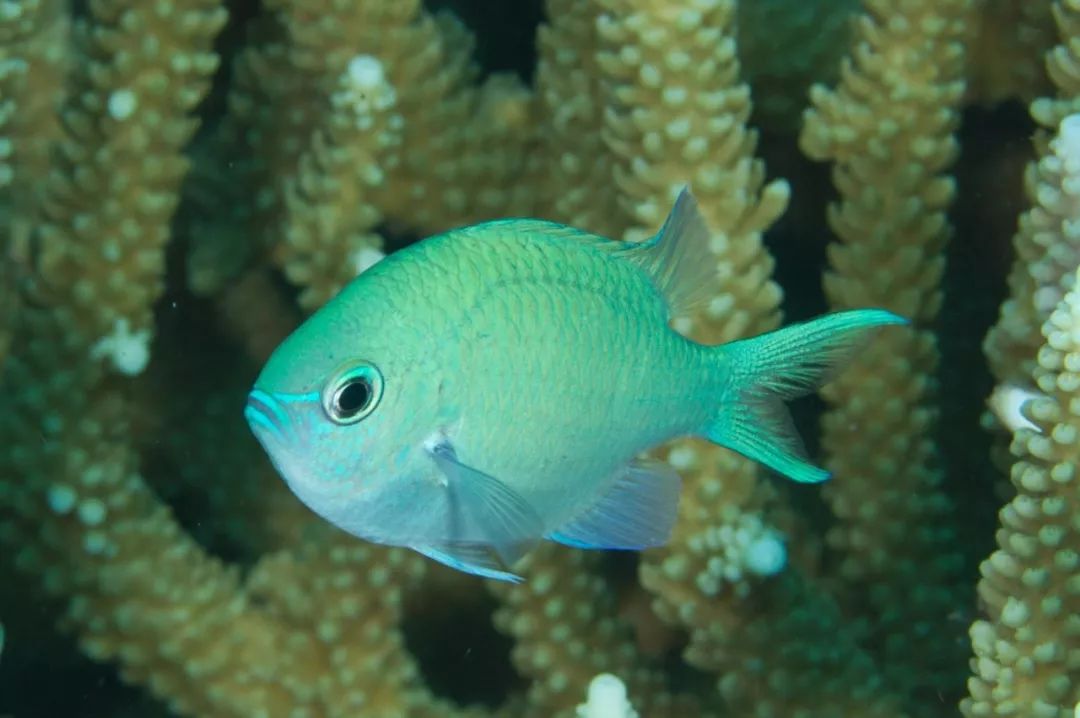 青魔是我们最习惯饲养在礁岩生态水族箱中的观赏鱼,它们温和,好养
