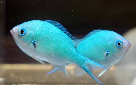 海水小百科—青魔