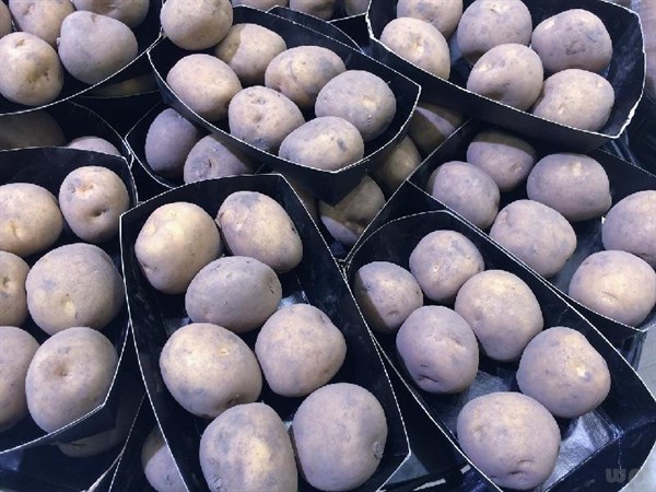 山藥不能和什么一起吃（山藥營養雖好，可食用不當會引起胃結石和腹痛！勸你引起重視）