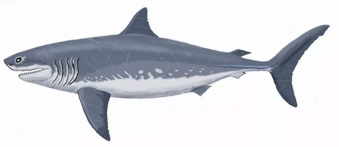 巨齿鲨的祖先是什么(巨齿鲨的天敌是谁)-人人投票