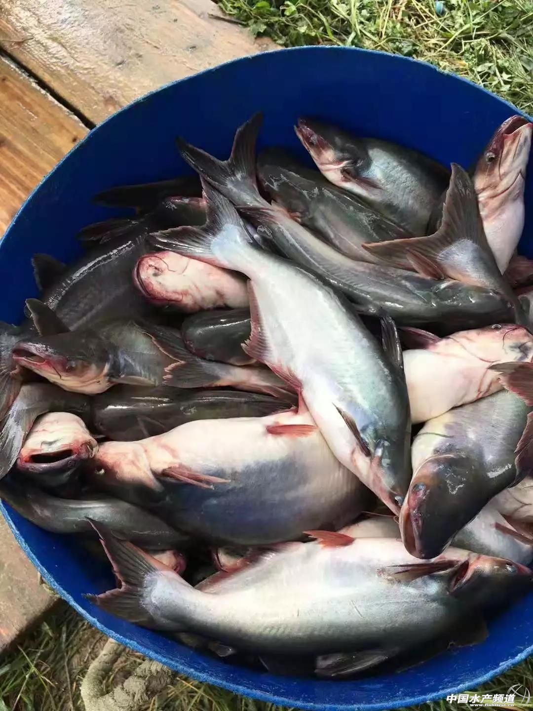 国产巴沙鱼涨到4.4元/斤,养殖户惜售,存塘鱼不多,加工厂何去何从?