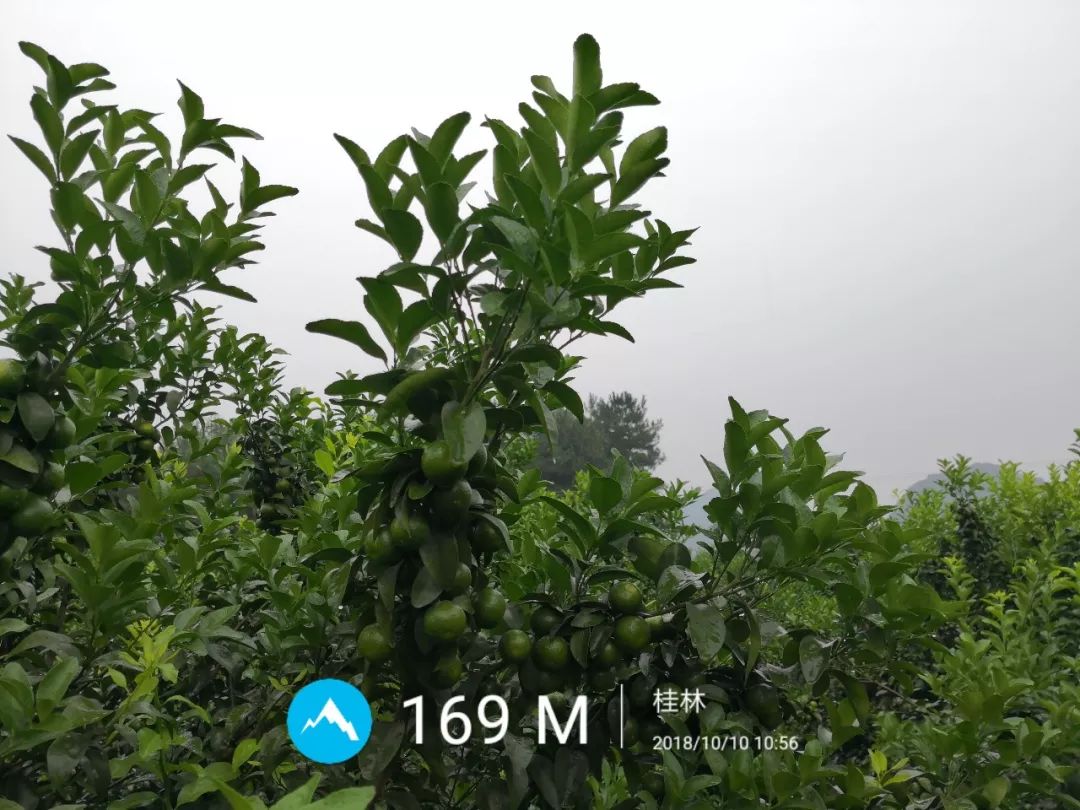 葡萄保花保果用什么药最好（葡萄保花保果什么时候打药）-第7张图片-科灵网