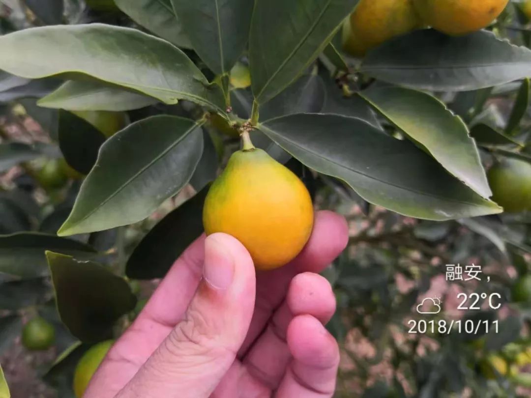 葡萄保花保果用什么药最好（葡萄保花保果什么时候打药）-第10张图片-科灵网