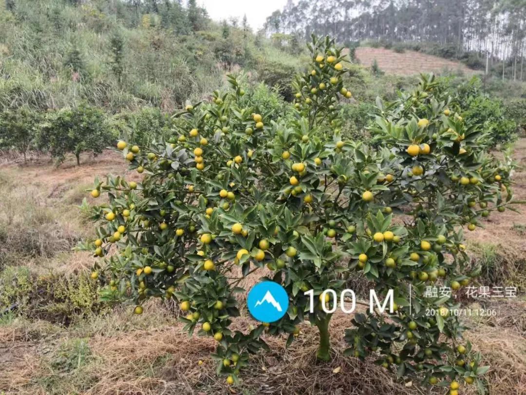 葡萄保花保果用什么药最好（葡萄保花保果什么时候打药）-第13张图片-科灵网