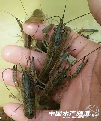 澳洲龙虾图片，澳洲龙虾怎么养