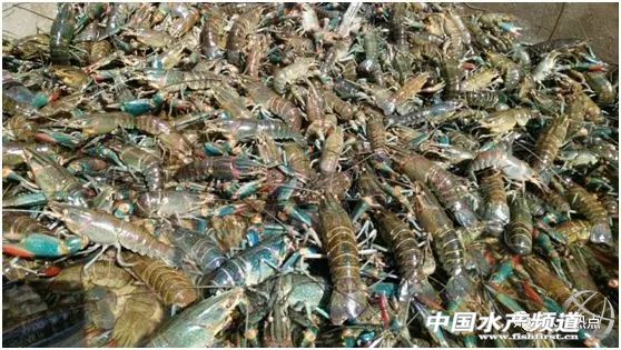 澳洲龙虾图片，澳洲龙虾怎么养