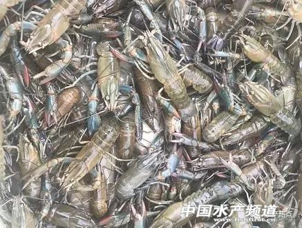 澳洲淡水龙虾价格最高90元/斤，亩效益达7000元！各地养户跃跃欲试