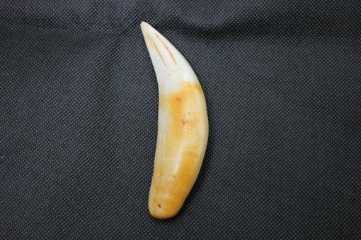 狗牙齿戴在身上有什么好处（古代历史上辟邪饰品大全）