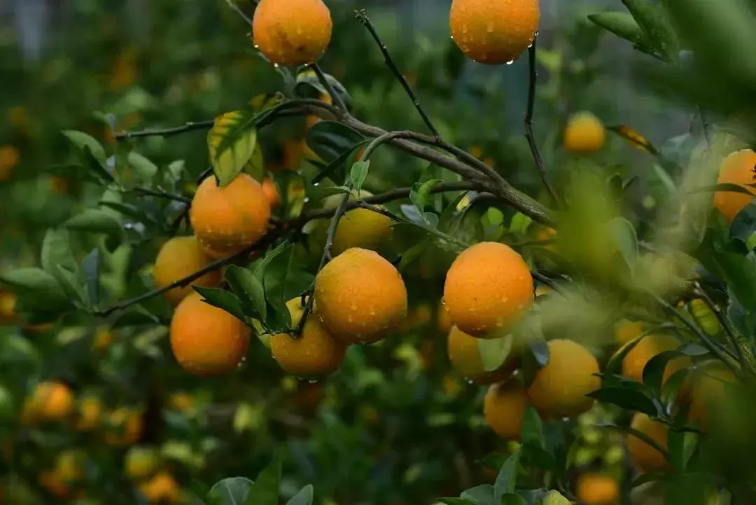 福州橙子采摘果园_福橙采摘地点 - 密云旅游