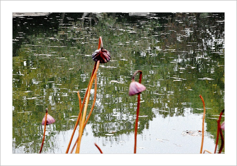 秋阴不散霜飞晚，留得残荷听雨声