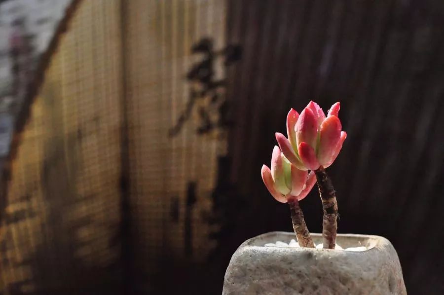 百家姓肖排名第几（详解中国最奇怪的姓氏）