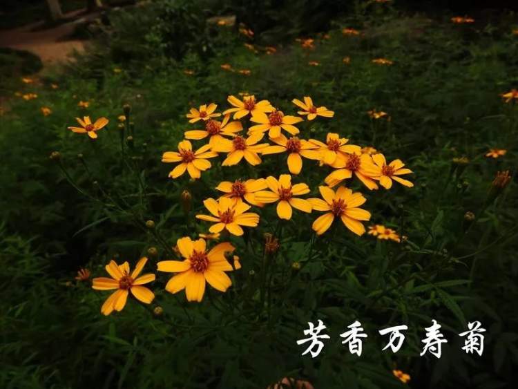 来看看十一月下旬有哪些花儿开，上海植物园为您送上最新花讯