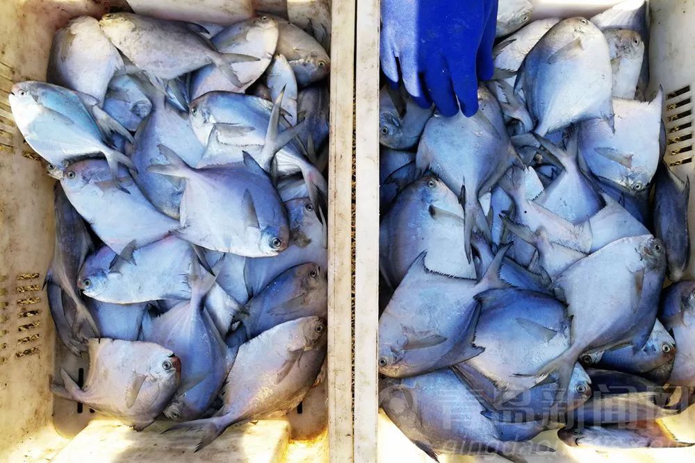 梭子蟹25元/斤,鲅鱼15元/斤……青岛海货最新价格表来了,速戳