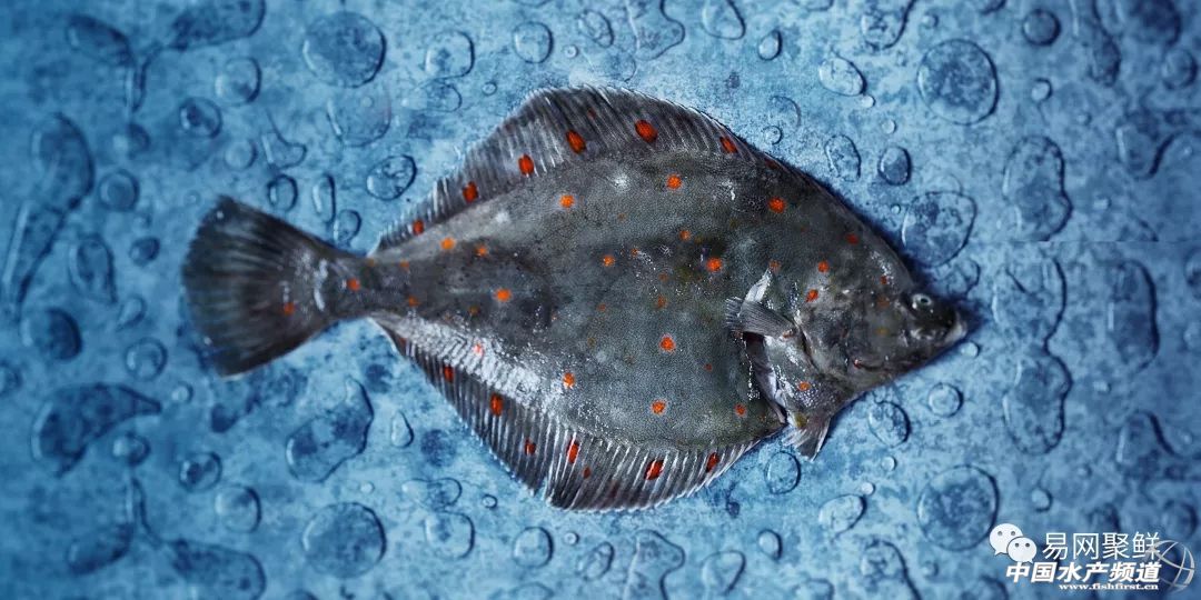 鲽鱼是什么鱼(鲽鱼是什么鱼种) - 风集网