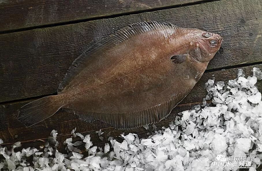 鲽鱼是什么鱼(鲽鱼是什么鱼种) - 风集网