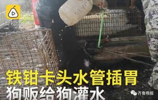 残忍！狗贩为多赚30块 铁钳卡头水管插胃给狗灌水