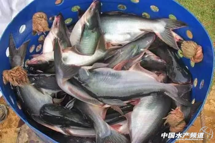 巴沙鱼价格断崖式下跌！工厂集体拒收，几十万斤小规格鱼或惨遭抛弃！