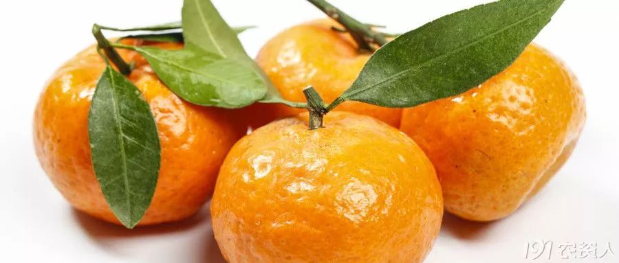 橘子的种类有哪些（生活中常见的3种类型）