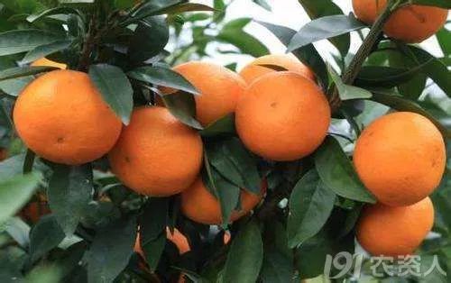 橘子的种类有哪些（生活中常见的3种类型）