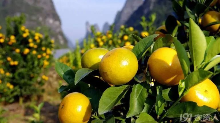 橘子的种类详解，市场上最火的7大柑橘品种？