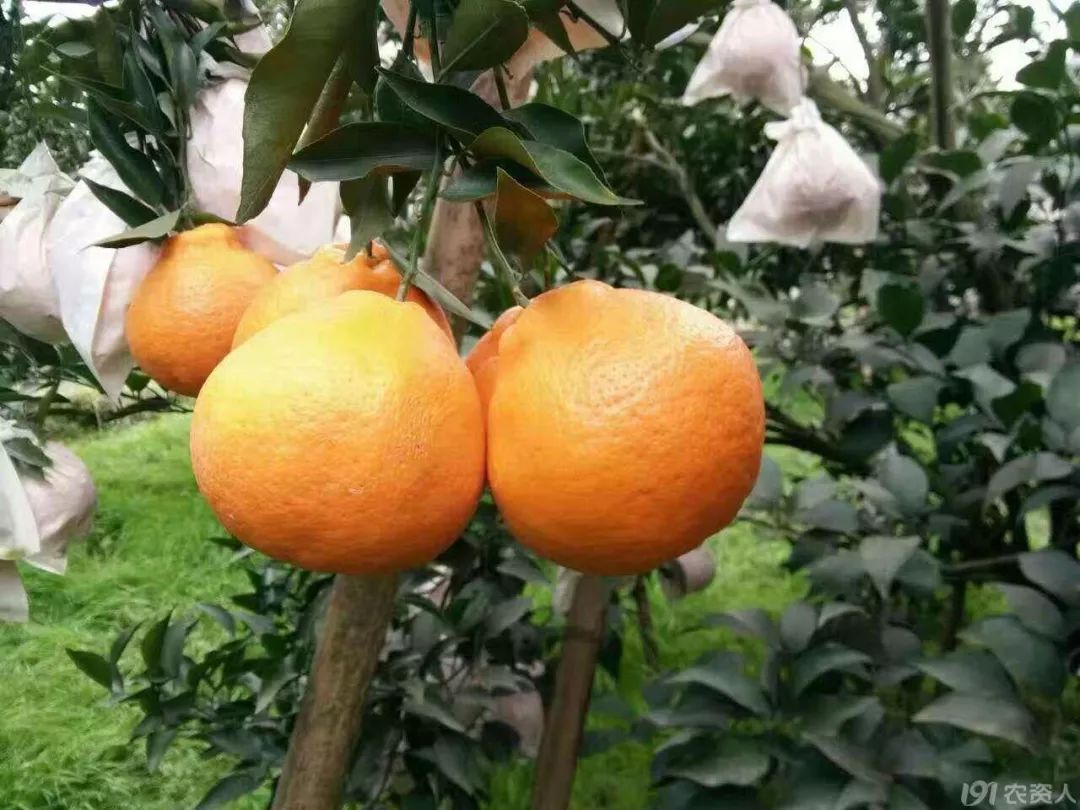 橘子的种类详解，市场上最火的7大柑橘品种？