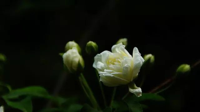 别再只会养绿萝了，木香花一年开花200多天！