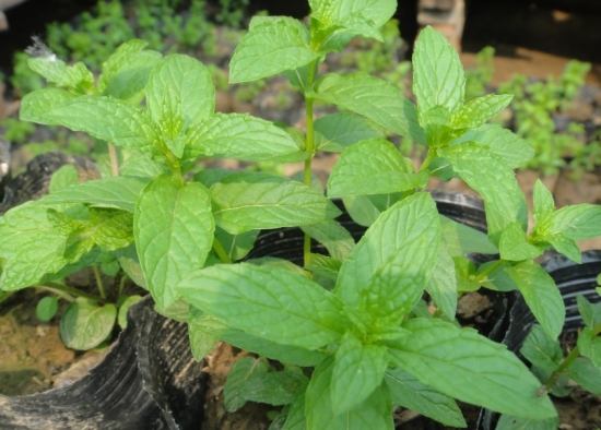 十香菜图片「十香菜」